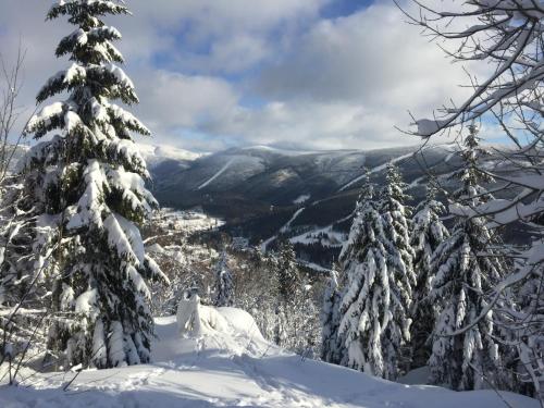 a group of snow covered trees on top of a mountain at Chalupa Vrchlabi in Vrchlabí
