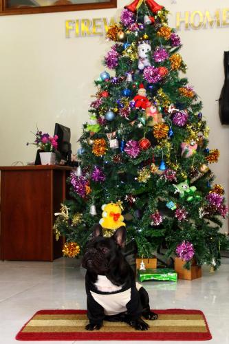 a black dog sitting in front of a christmas tree at Fireworks Homestay in Hoi An