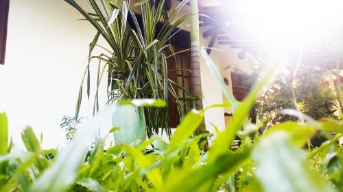 a plant in the grass next to a house at Eagle Homestay in Tangalle