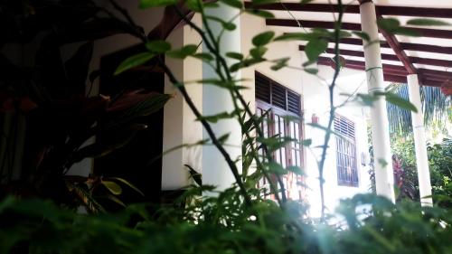 a plant in front of a building with a window at Eagle Homestay in Tangalle