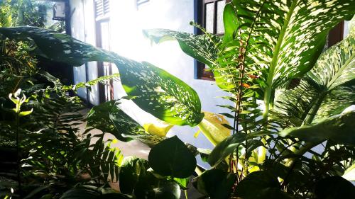 a bunch of plants in a room with a window at Eagle Homestay in Tangalle