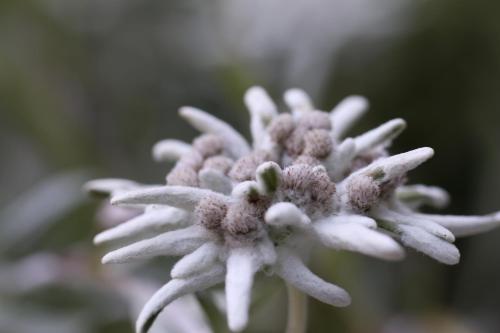a close up of a white flower with snow on it at Chesa Sper l'Ovel Brail in Zernez