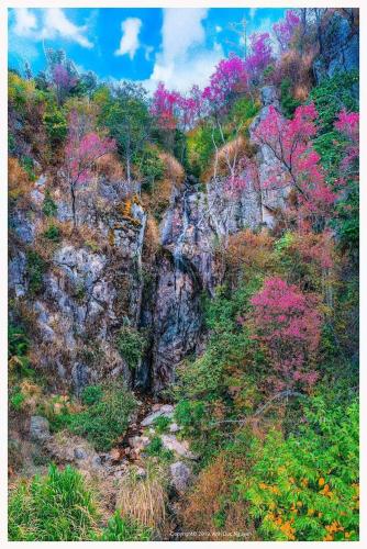 a rocky hill with trees and flowers on it at Nhà nghỉ Phú Lý in Mù Cang Chải