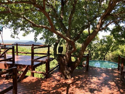 a wooden deck with a tree and a pool at Amafu Forest Lodge in Hoedspruit