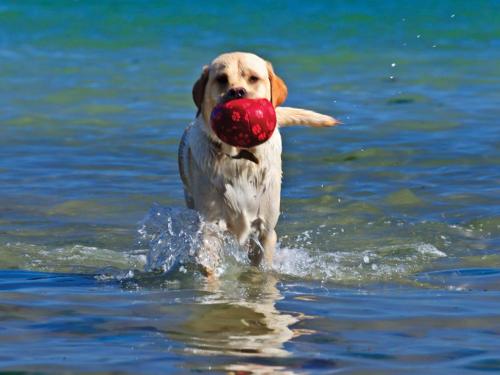 a dog in the water with a ball in its mouth at Cloverwell in Kingsbridge