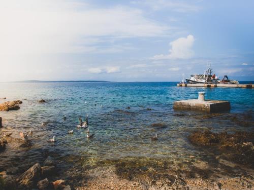 a group of ducks swimming in the water with a boat at Silba Otium in Silba