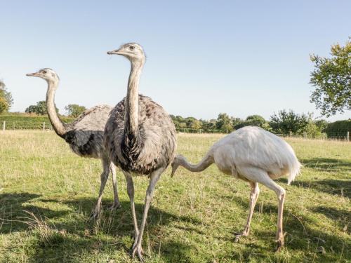 two ostriches walking in a field of grass at The Barn in Chippenham