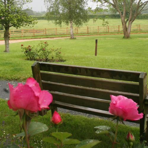 a wooden bench in a park with pink roses at Newcourt Barton in Cullompton