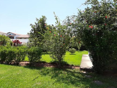 two apple trees in a yard with a sidewalk at Pousada Santa Fé in Aparecida