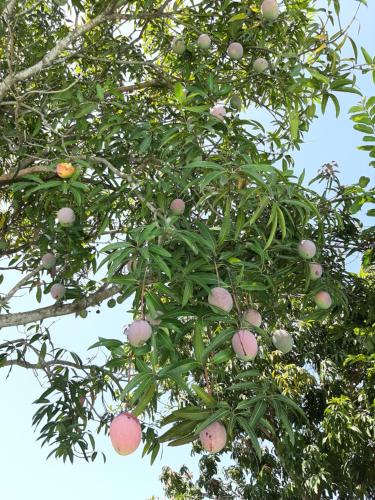 a tree with lots of fruit on it at Pousada Santa Fé in Aparecida