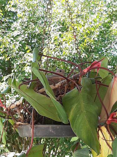 a bird nest in a hanging plant at Pousada Santa Fé in Aparecida