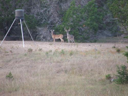 two deer standing in a field next to a tripod at Quiet Utopia Cabin with Deck and Mountain Views! in Utopia