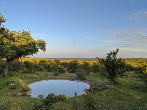 a small pool of water in a field of flowers at Bed in the Bush - Tingala Lodge in Phalaborwa