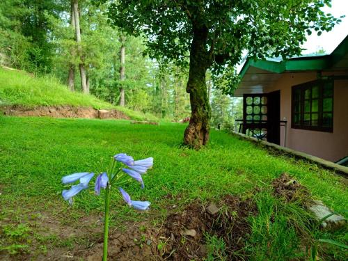 Merlin Grove Suites Simlaにある庭