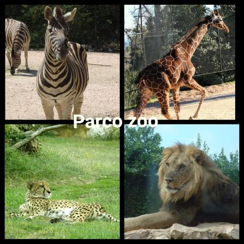 a group of four pictures of animals in a zoo at Sweet Home in Falconara Marittima