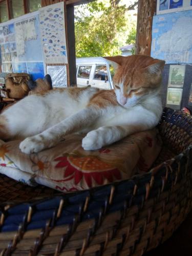 an orange and white cat sleeping on a bed at Paseo Del Mar Seaside Inn in Jagna