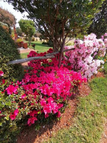 a bunch of pink flowers in a garden at House of Art in Haenertsburg
