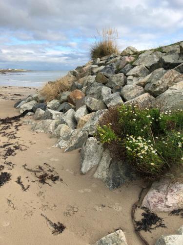 a pile of rocks on a beach with flowers at Bluebell Cottage in Kilmore Quay