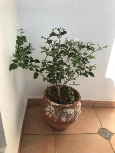 a plant in a pot sitting on the floor at Appartement haut standing calme + piscines + WIFI in Asilah