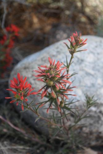 a group of red flowers next to a rock at Bristlecone Motel in Big Pine