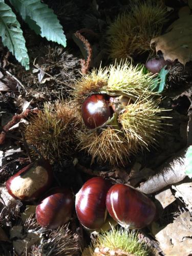 a group of chestnuts laying on the ground at Casa Grazia in Magreglio