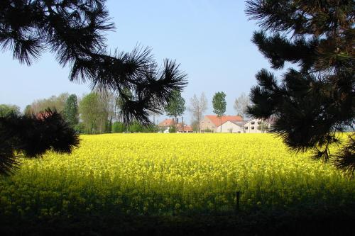 a field of yellow flowers in front of a house at Holiday Home De Colve in Bruges