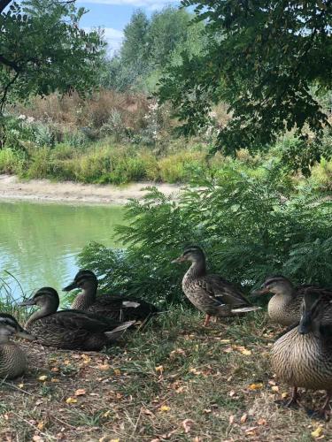 a group of ducks standing next to a body of water at Глухомань Аквапарк in Poltava