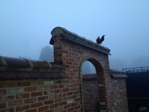 a cat sitting on top of a brick building at B&B Silentium in Tielt