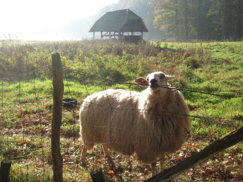 a sheep standing behind a fence in a field at The Farmer's Daughter in Venray
