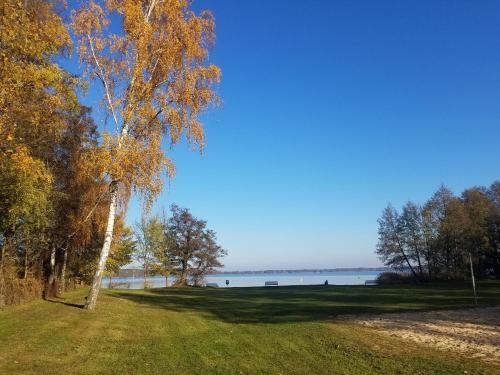 a tree in a field next to a body of water at HausMeise in Heidesee