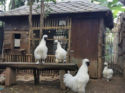 Binatang di rumah percutian atau berdekatan