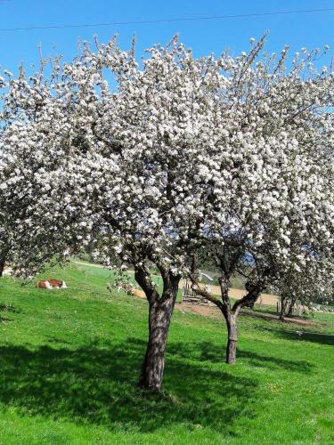 a tree with white flowers on it in a field at Ferienwohnungen Klimbacher in Wolfsberg