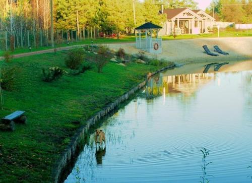 a dog standing in the water next to a pond at Pastoral wooden hauses in Velikiy Les