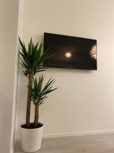 zwei Palmen in einem weißen Topf an einer Wand in der Unterkunft QnQ studio apartment in Helsinki