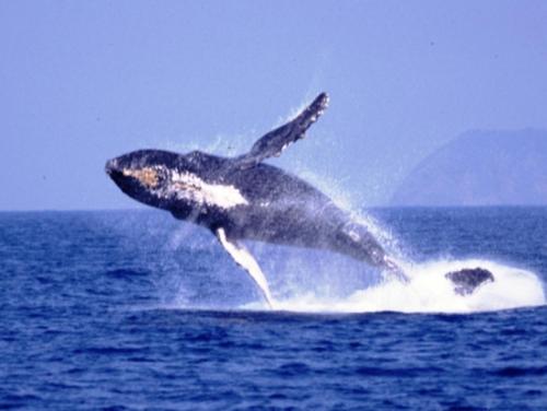 a blue whale jumping out of the water at Living Inn Asahibashiekimae Premier in Naha