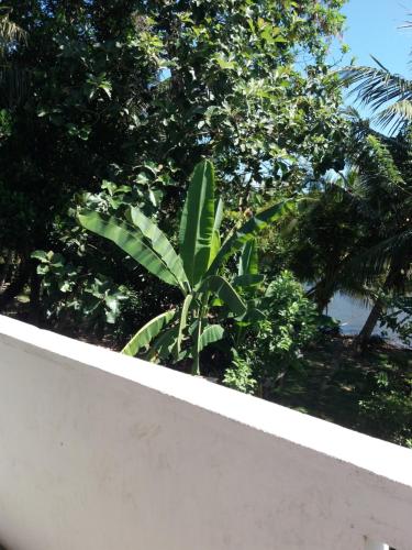 a green plant sitting on top of a white wall at Ishitha Homestay in Tangalle