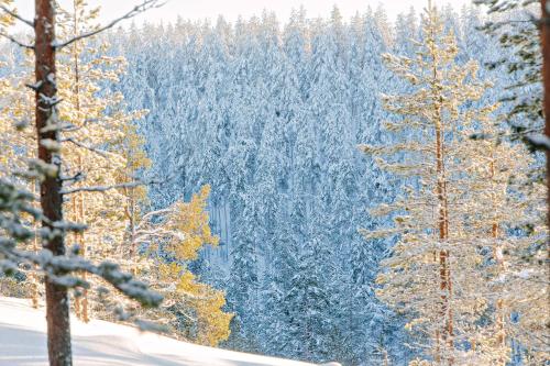 a snow covered forest with snow covered trees at Rokua Health & Spa in Rokua