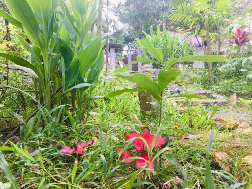 a garden with red flowers and green plants at Hidden Well Hiriketiya in Hiriketiya