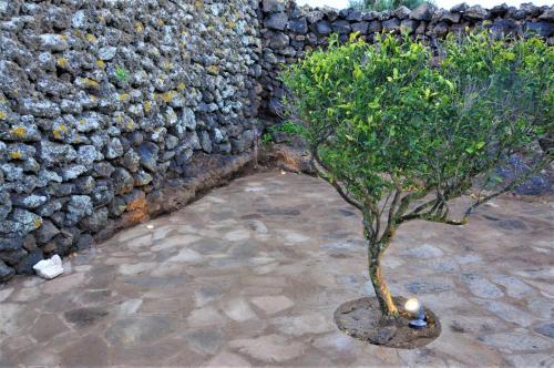 un piccolo albero di fronte a un muro di pietra di Horizon Pantelleria a Pantelleria