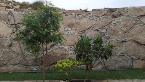 eine Steinmauer mit zwei Bäumen davor in der Unterkunft شاليهات العرسان بمسبح وبدون مسبح بمحايل عسير ترقش in Turghush