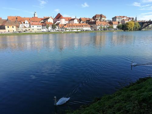 a white bird swimming in a large body of water at Hotel CityMap Maribor in Maribor
