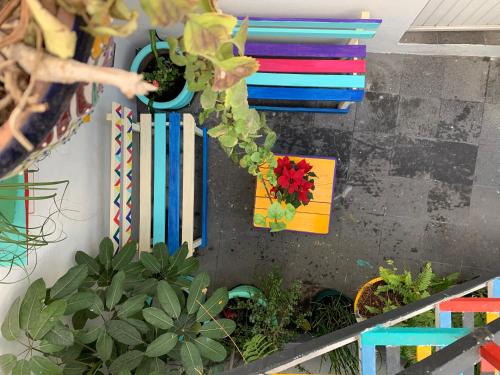 a wall with colorful papers and plants on it at Monkey Safari Hostel in Querétaro