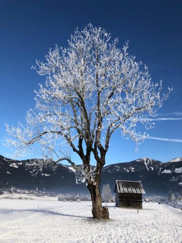a tree in the snow next to a house at Dachstein Mountainview Gosau in Gosau