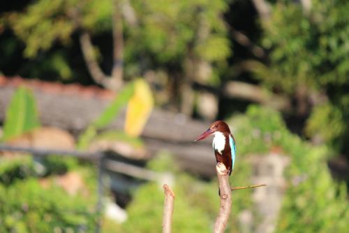 a small bird perched on top of a stick at Natures Bliss Holidays in Ja-Ela