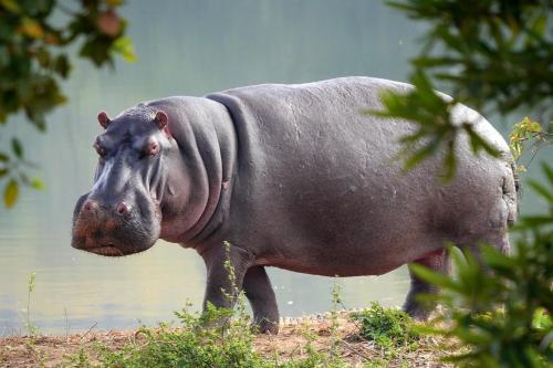 a rhino standing in the grass near a body of water at Victoria Lake View Guesthouse & Safaris in Entebbe