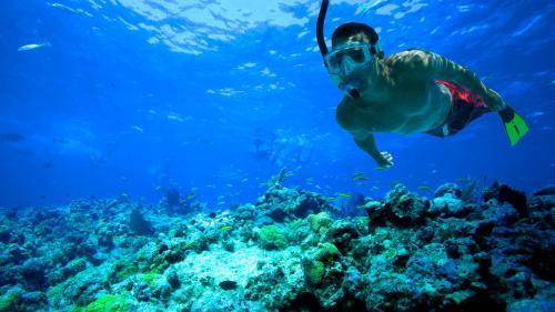 a man swimming over a coral reef at Sand Castle on the Beach - Adults Only in Frederiksted