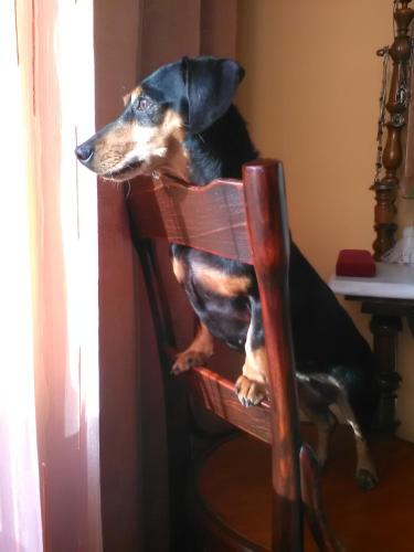 a dog sitting on top of a wooden chair at 4 Évszak Apartman in Gyula