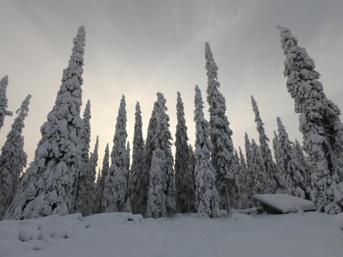 a group of pine trees covered in snow at Hietavilla Aurora in Ruka