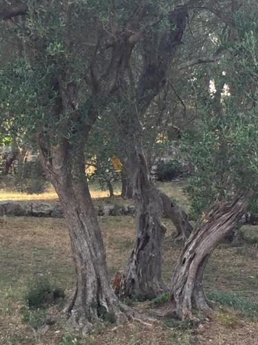 Φωτογραφία από το άλμπουμ του Apartmani Misic σε Zdrelac
