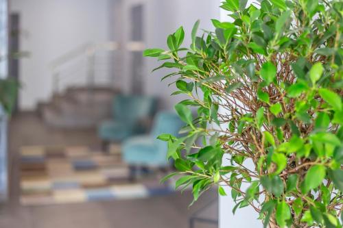 a close up of a plant with chairs in the background at Favor Sport Hotel in Kyiv